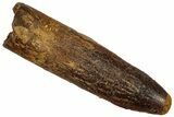 Fossil Sauropod Dinosaur (Titanosaur) Tooth - Morocco #332477-1